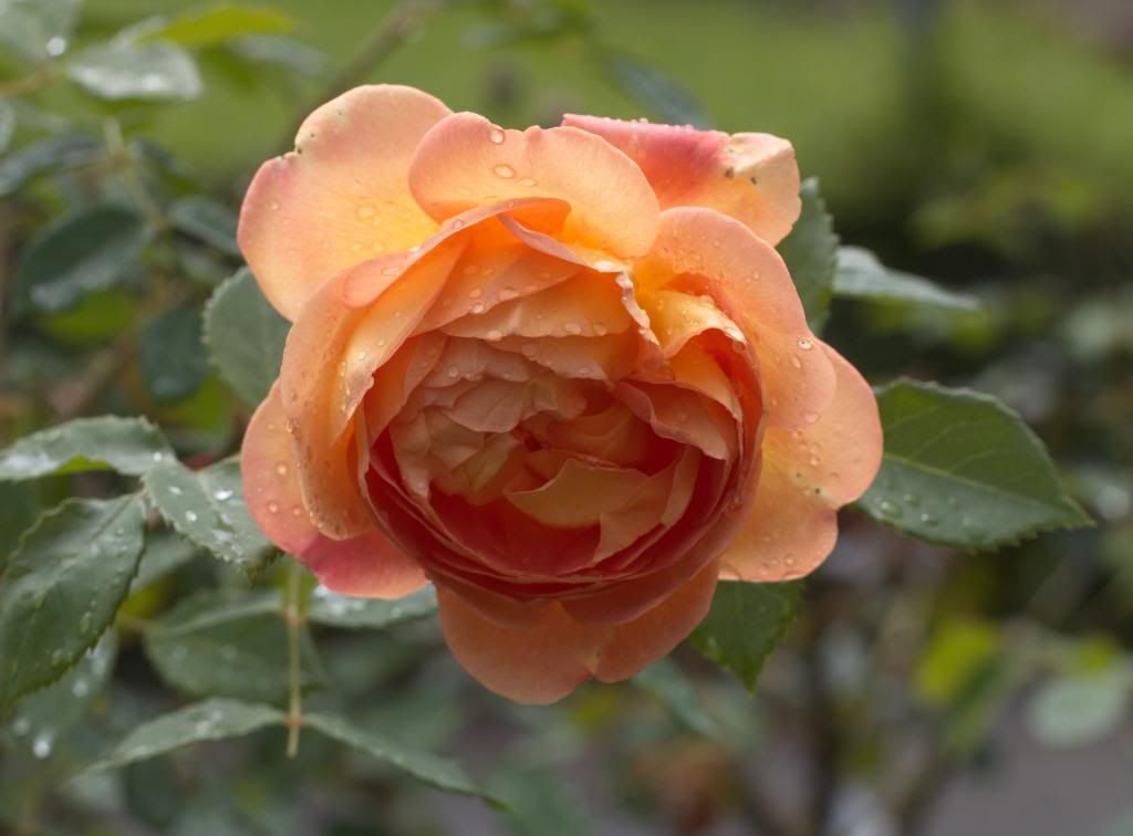 Lady of Shalott photo LadyofShalott_zpsc8043092.jpg